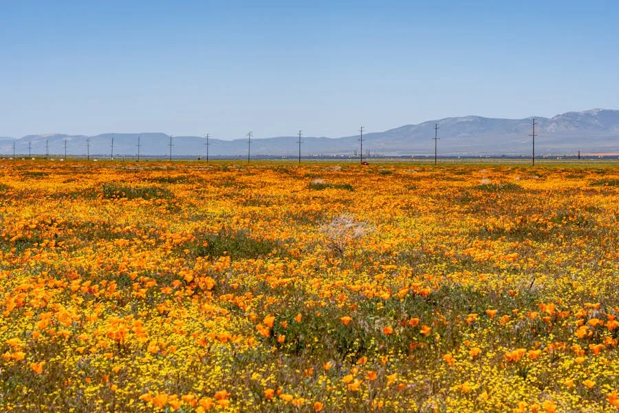 Carpet of orange wildflowers in a desert landscape
