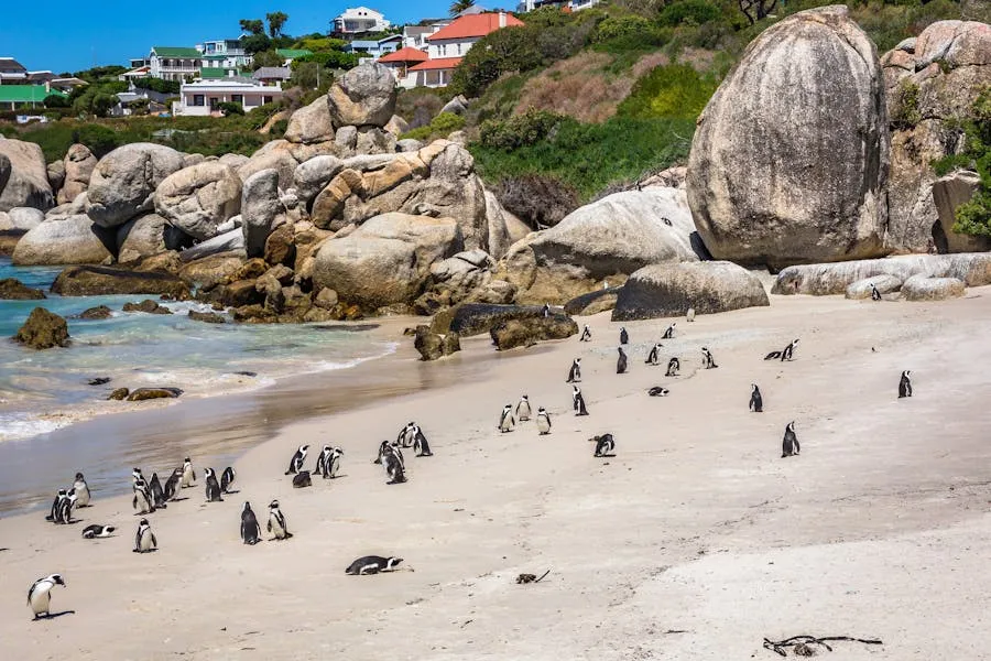 African penguins on a sandy beach