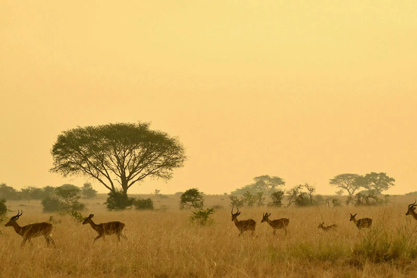 Golden savanna landscape at sunrise