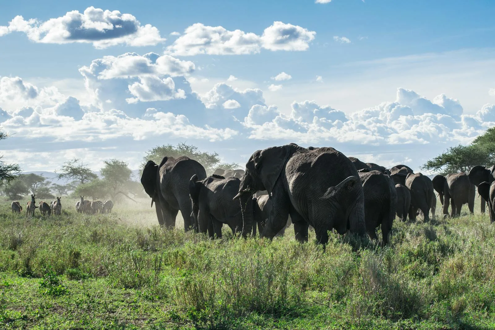 Kruger & Mpumalanga landscape