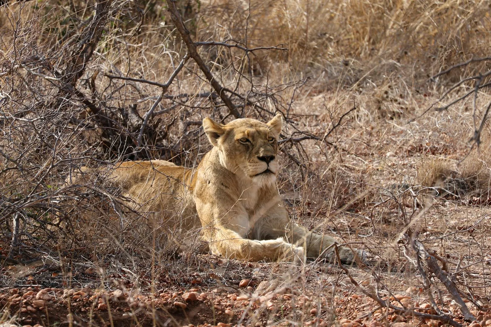 Lion resting in the African bush