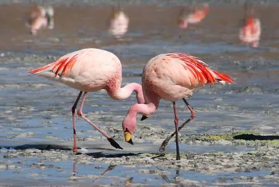 Greater Flamingo