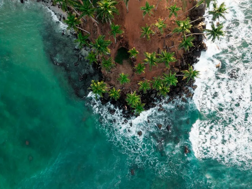Palm trees on Coconut Tree Hill overlooking ocean