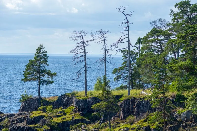 Dramatic rocky coastline with red granite cliffs and pine trees along the High Coast