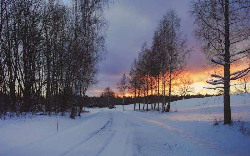 Northern Lights glowing green over a snow-covered forest in Swedish Lapland