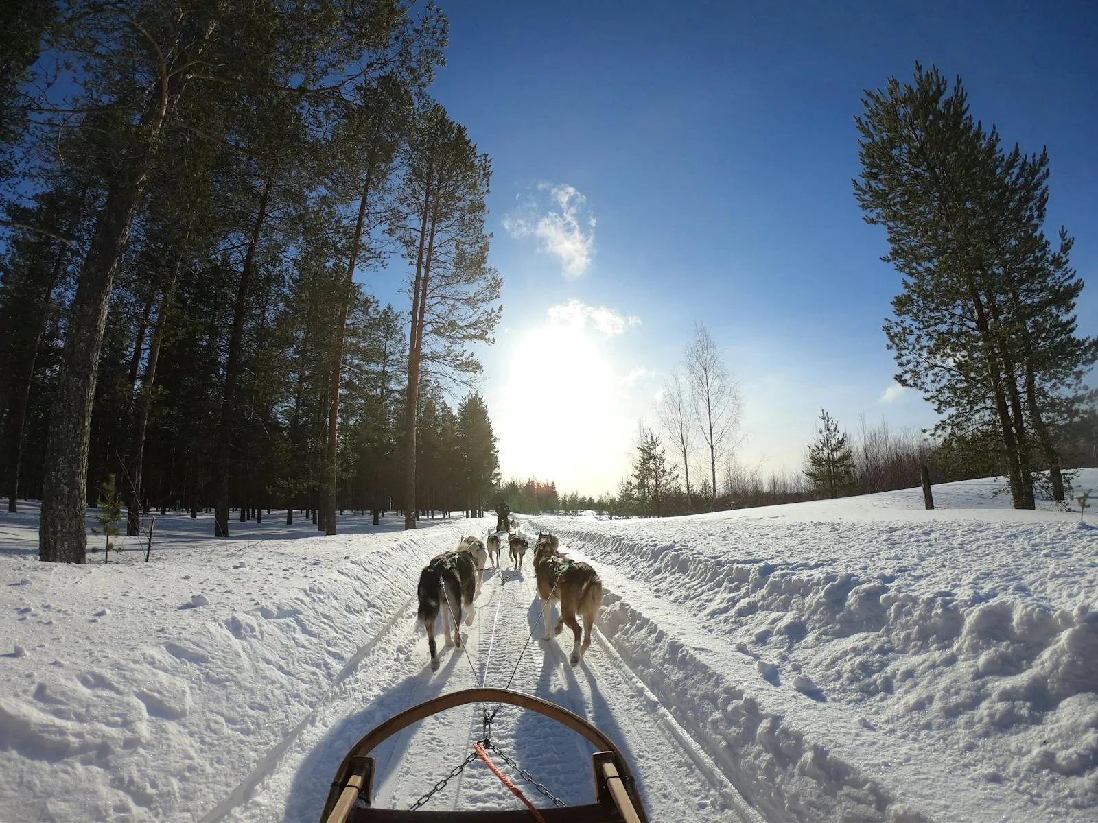 Dog sled team racing through a snowy Arctic Lapland landscape