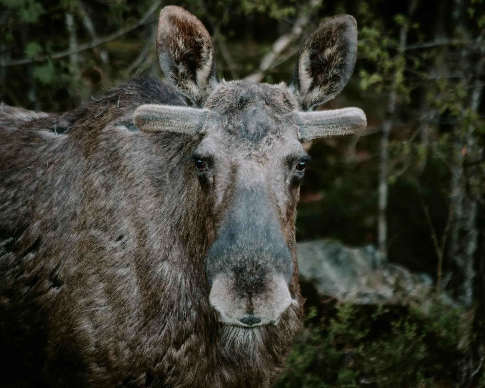 Moose standing in a misty Scandinavian forest at dawn