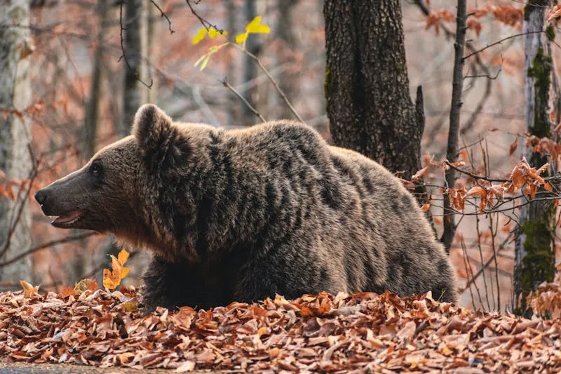 Brown bear in a Swedish boreal forest