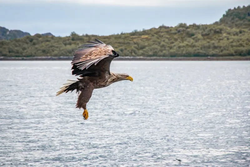 White-tailed eagle soaring over the Swedish archipelago