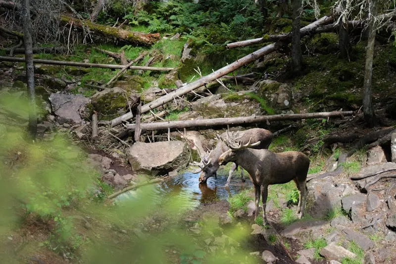 Moose standing in a misty Swedish forest clearing