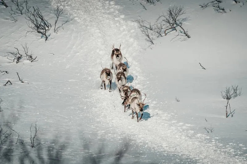 Reindeer herd walking through snow-covered Lapland landscape