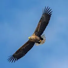 White-tailed Eagle