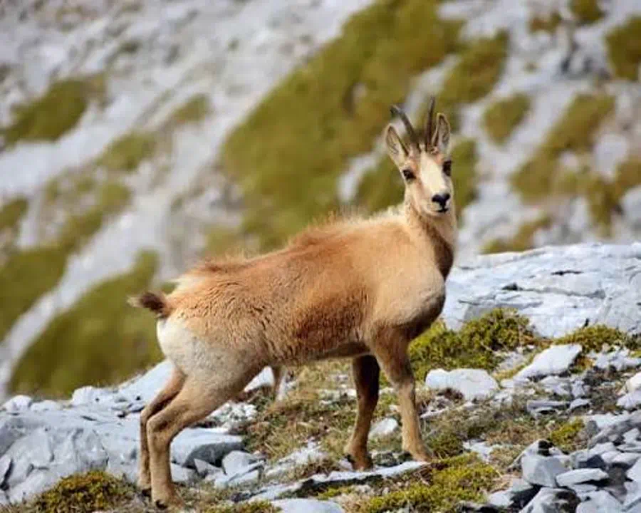 Chamois on a Swiss mountain slope