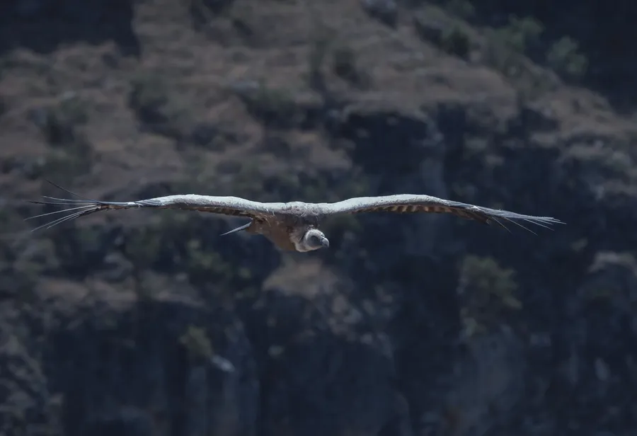 Bearded vulture soaring above alpine cliffs