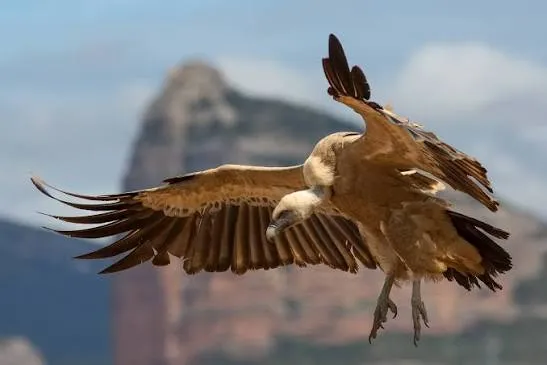 Bearded Vulture (Lammergeier)