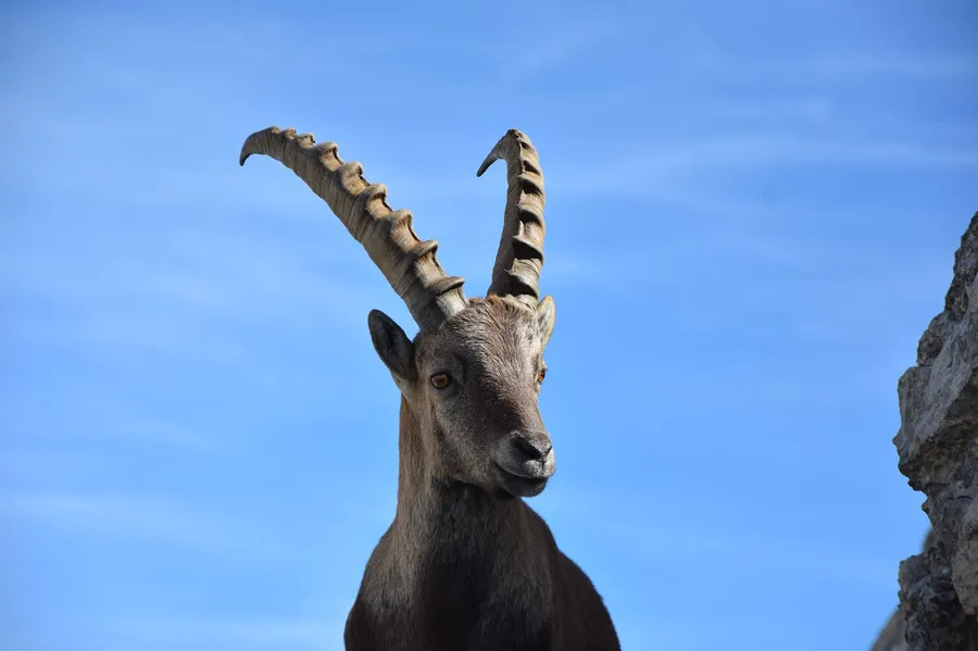 Alpine ibex with large horns on a rocky ridge