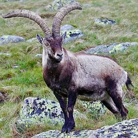 Alpine Ibex