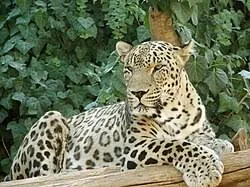 Anatolian leopard