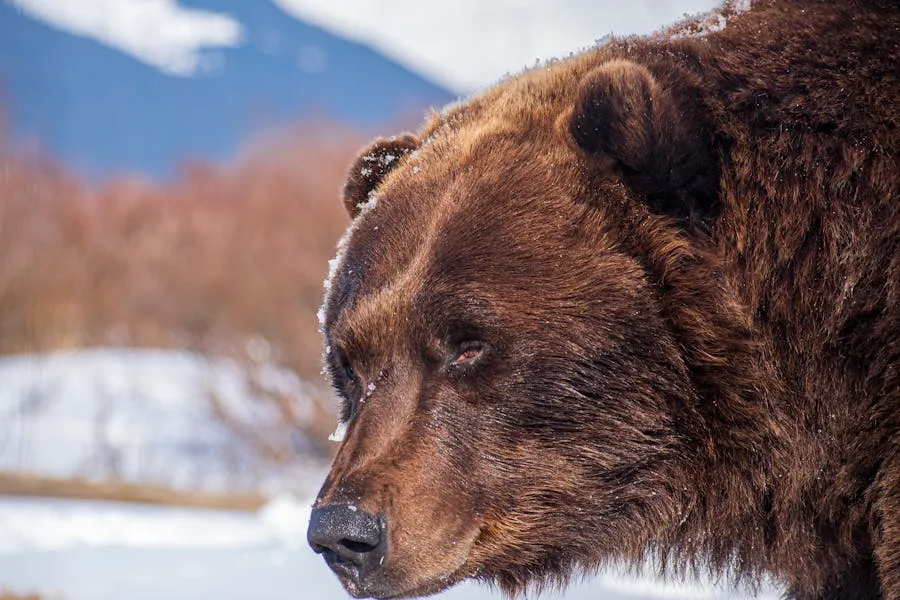 Brown bear in a mountain forest