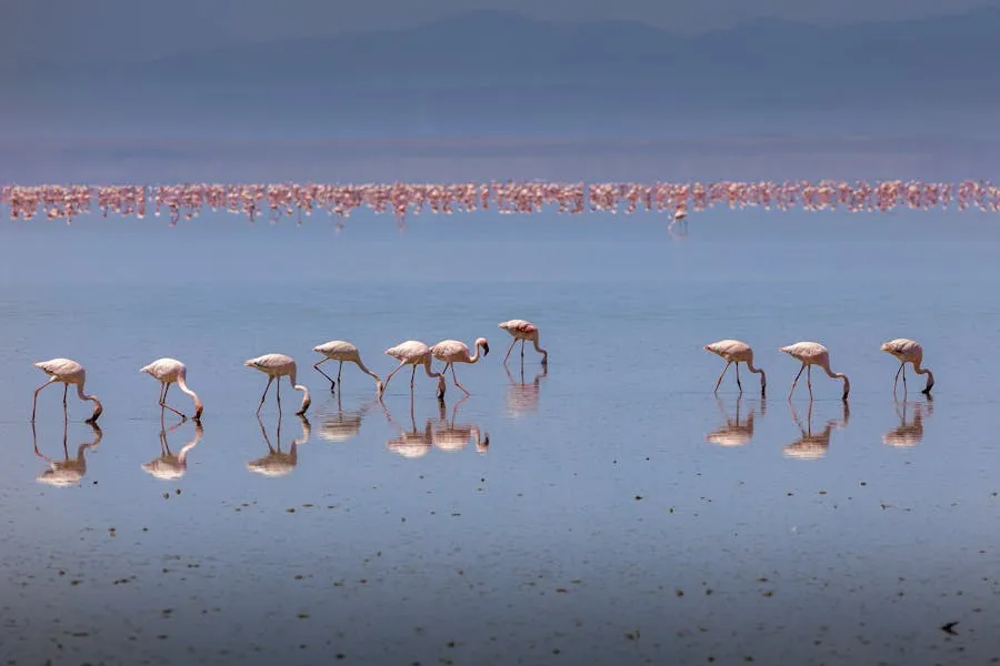 Flamingos in a Turkish wetland