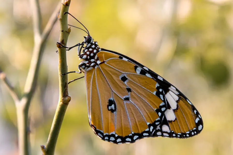 Jersey Tiger butterfly with orange wings