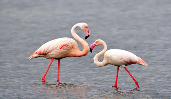 Greater Flamingo