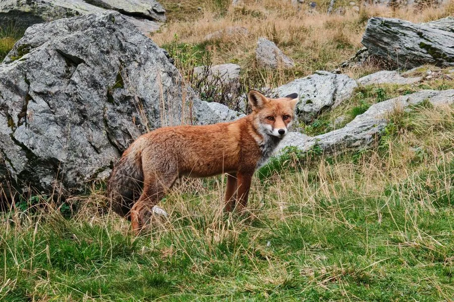 Red fox in a rocky landscape