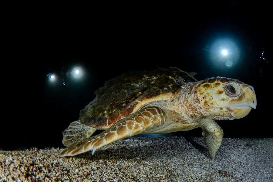 Loggerhead sea turtle swimming in the Mediterranean