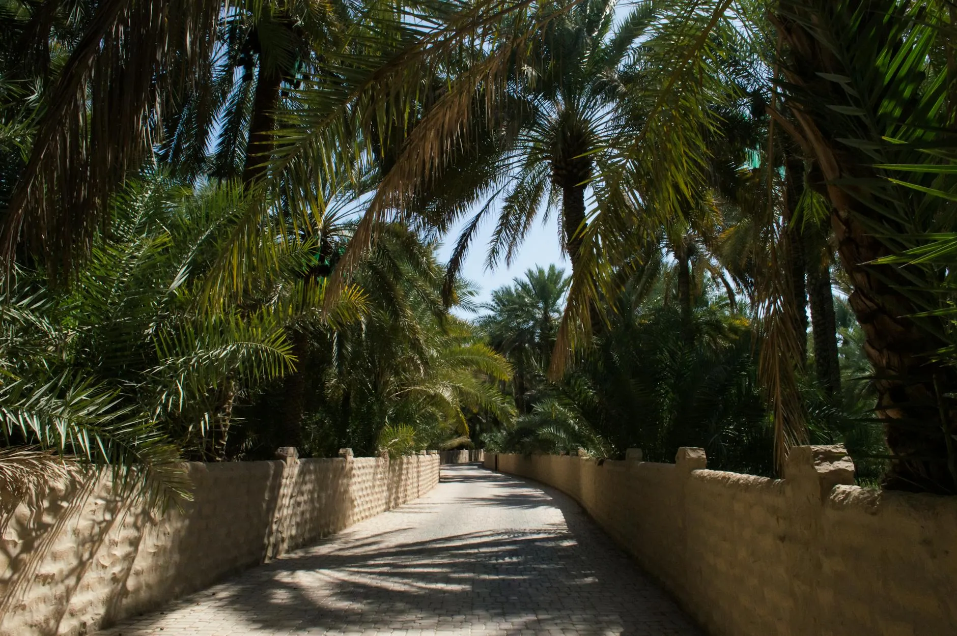 Al Ain Oasis palm groves with traditional falaj irrigation channels