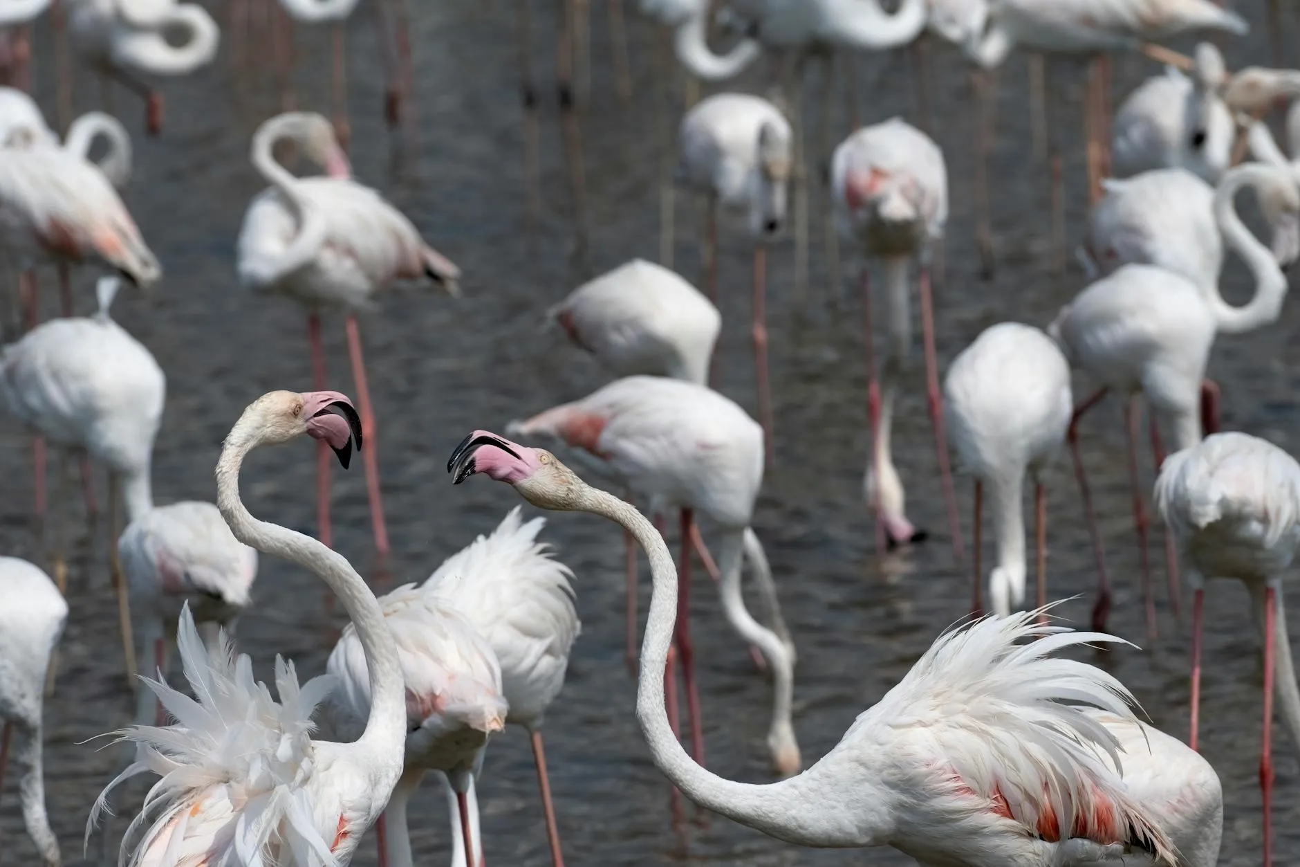Greater flamingos wading in shallow water at Ras Al Khor sanctuary