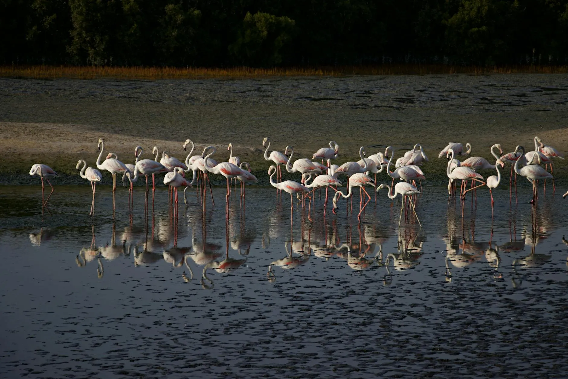 Greater flamingos wading in shallow wetland water