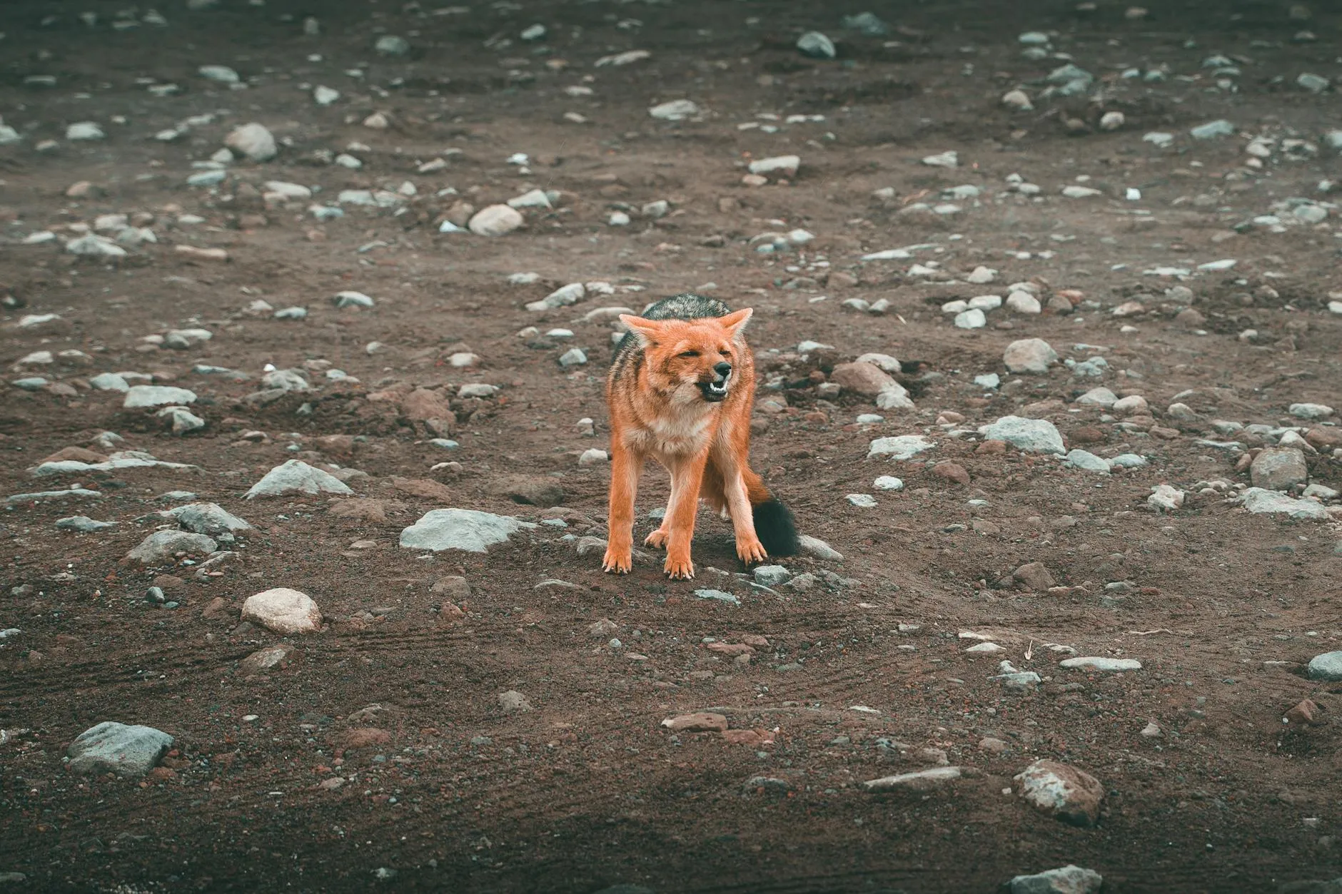 Red fox in arid desert terrain