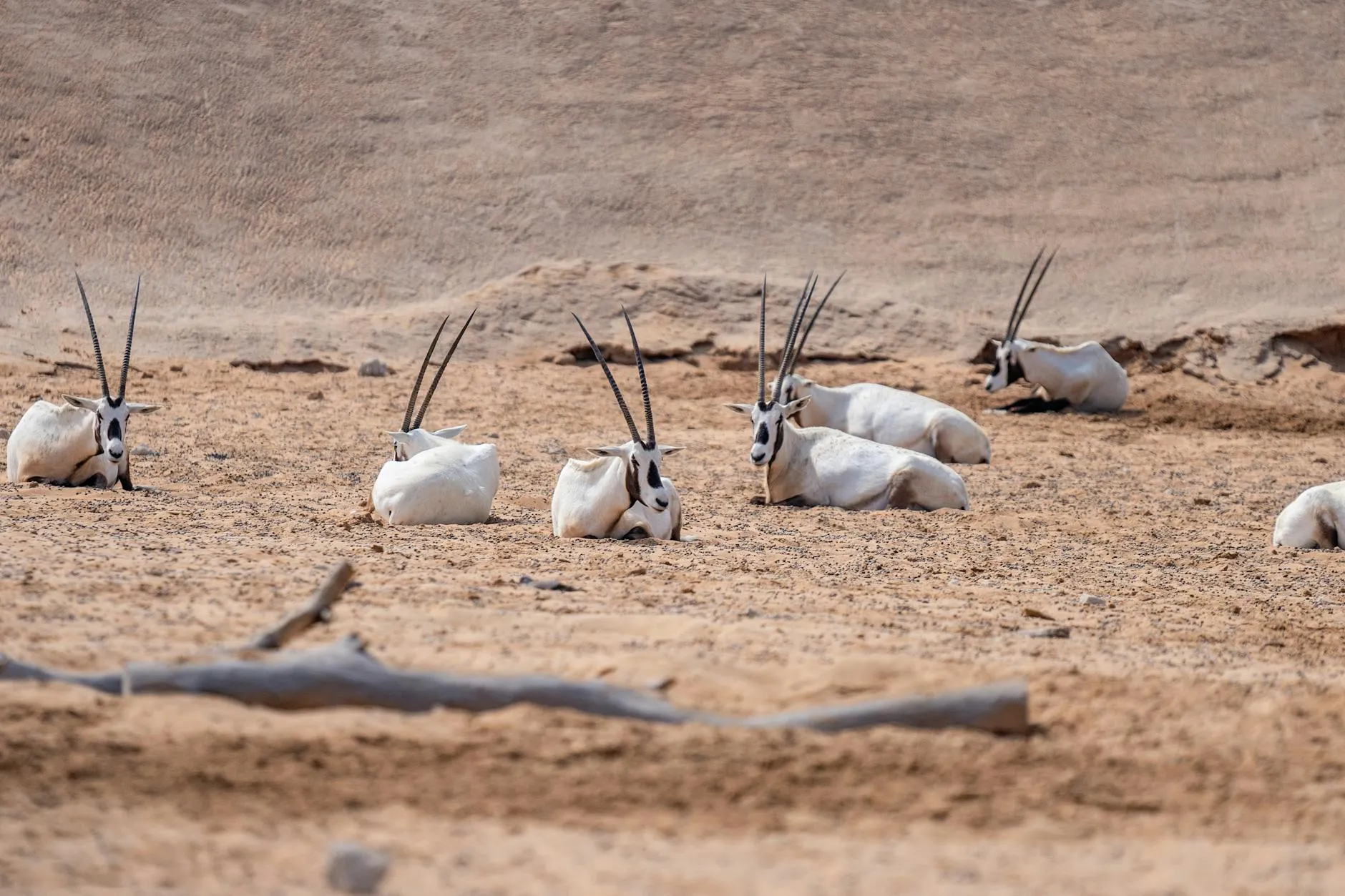 Arabian oryx standing in desert landscape