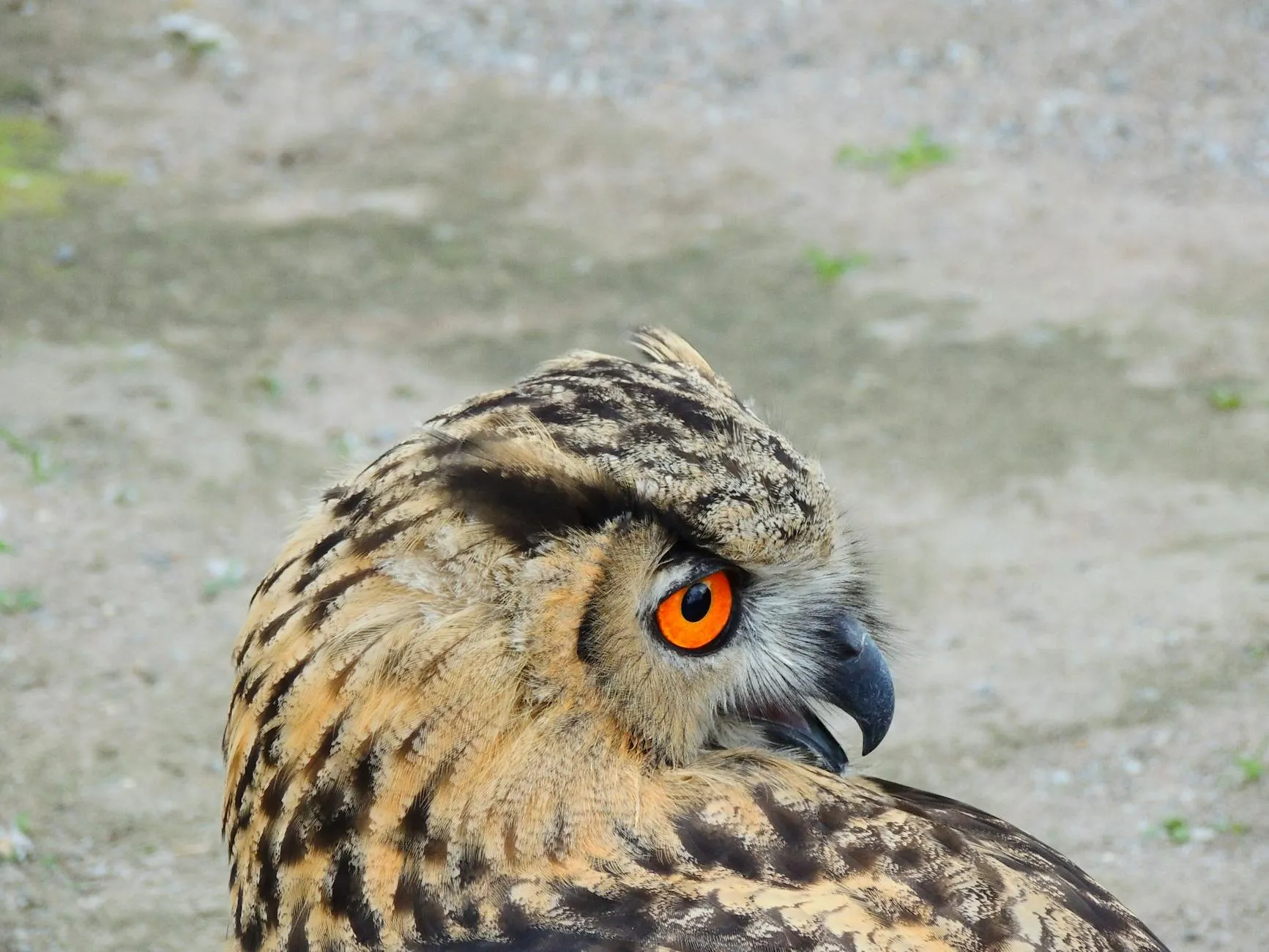 Eagle owl perched on desert rock