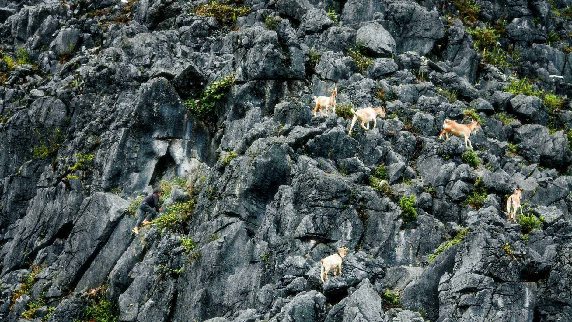 Mountain goat on rocky cliff face