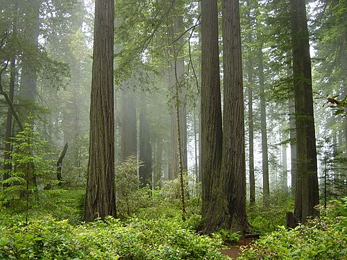 Redwood National and State Parks