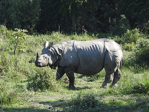 Kaziranga National Park