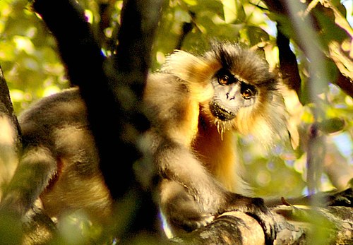 Manas Wildlife Sanctuary