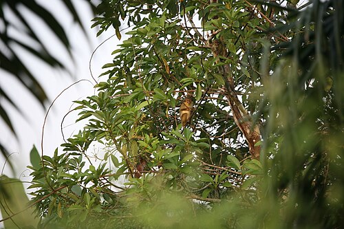Dja Faunal Reserve