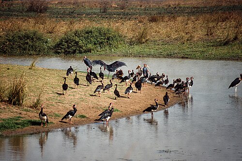 Manovo-Gounda St Floris National Park