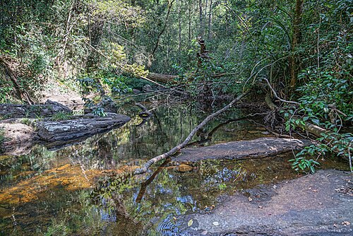 Sinharaja Forest Reserve
