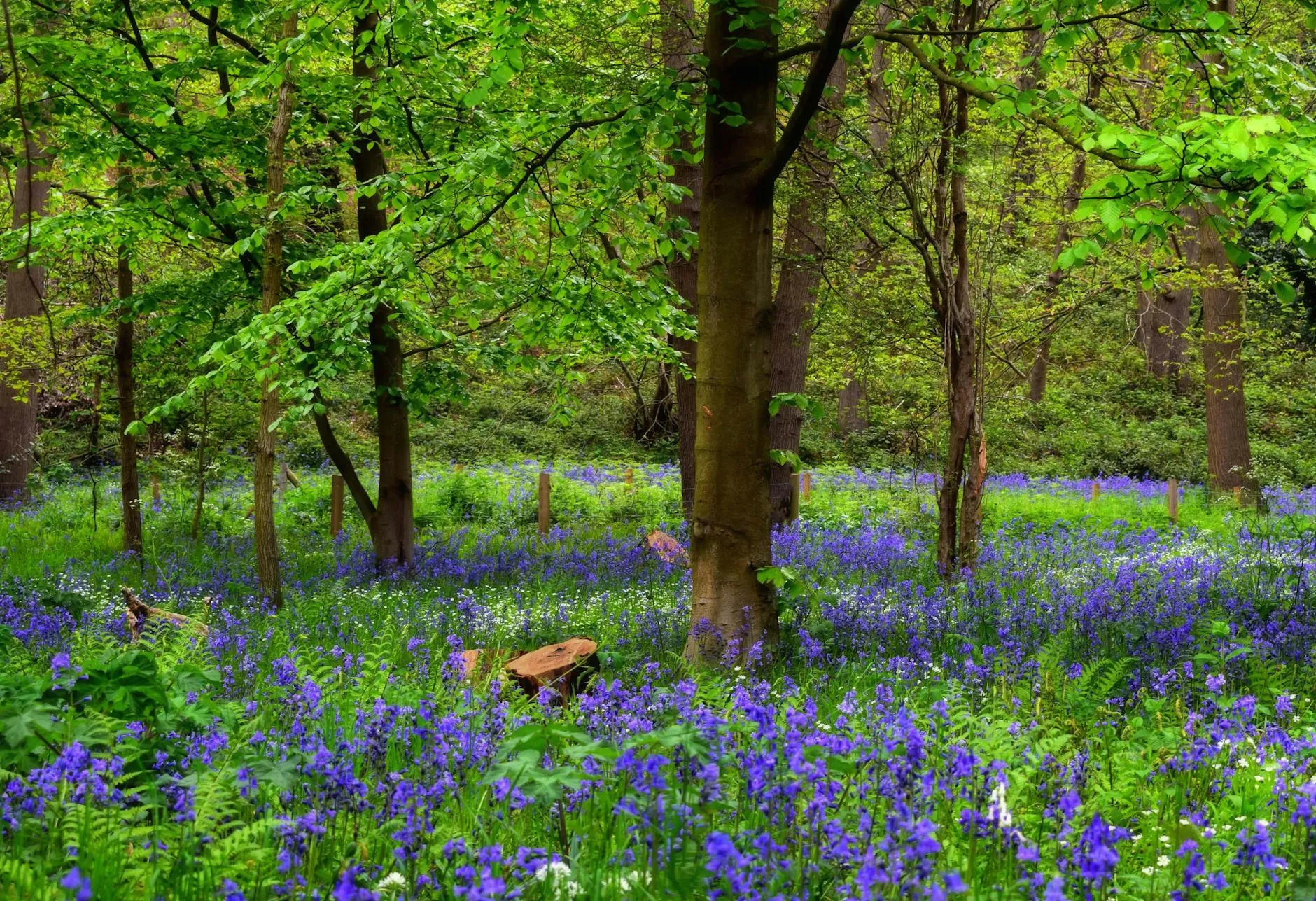 English countryside with bluebells blooming under spring sunlight