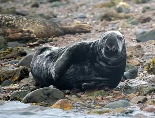 Grey Seal