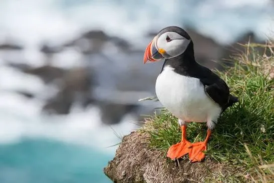 Atlantic Puffin