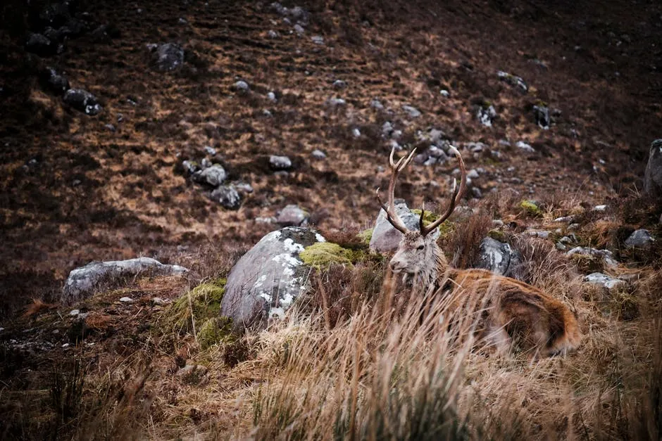 Red deer stag bellowing during the autumn rut in the Highlands