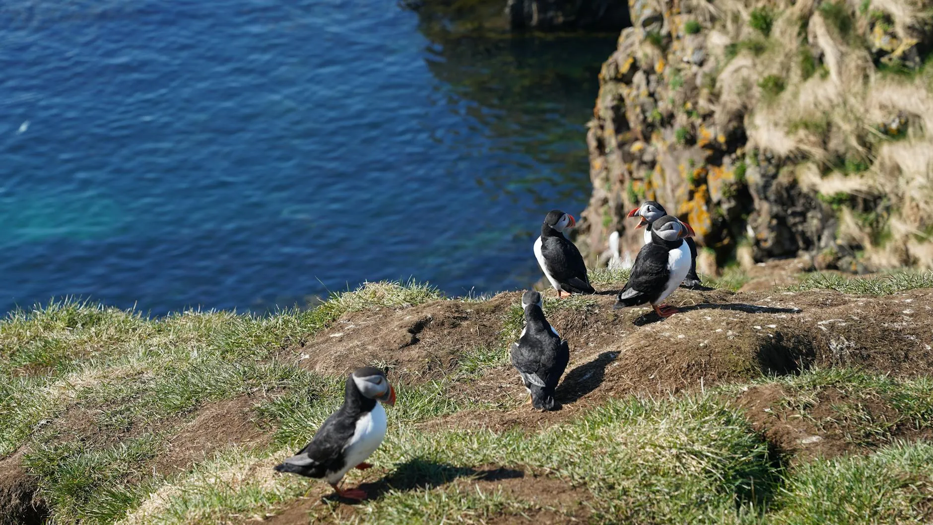 Puffin standing on a cliff edge with a beak full of sand eels
