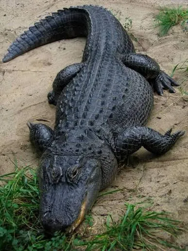 American alligator in swamp
