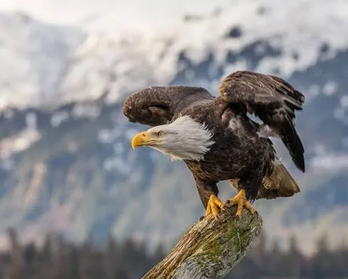 Bald eagle in flight