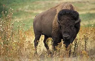 Bison grazing in Yellowstone