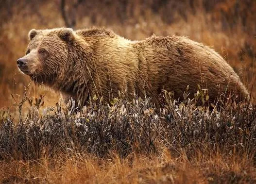 Grizzly bear in Glacier National Park